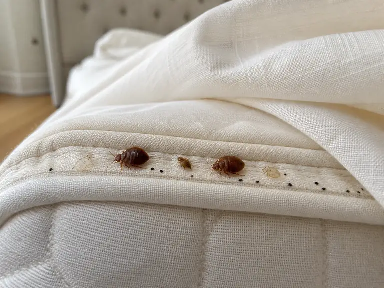 Adult bed bugs, a nymph, and restrained evidence along a white mattress piping seam