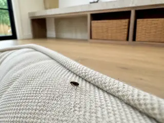 An adult cat flea at true scale among the woven fibers of a clean pet bed
