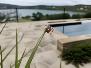 A female lone star tick questing on ornamental grass beside a pool landscape