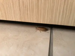 A German cockroach emerging beneath an integrated dishwasher in a premium kitchen