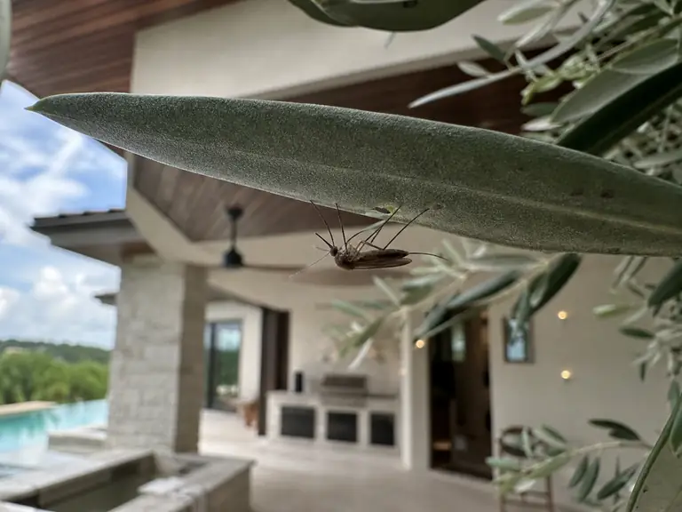 A female southern house mosquito resting on the underside of an olive leaf