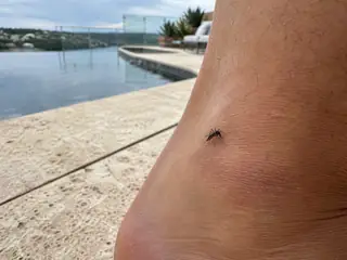A female Asian tiger mosquito with banded legs beside a Hill Country pool landscape