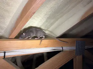 A roof rat moving along clean attic framing above orderly insulation