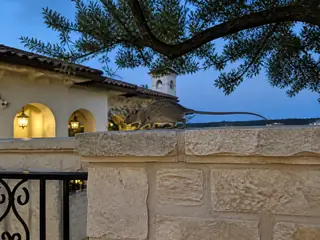 A roof rat using a limestone wall route beneath live-oak landscaping at dusk