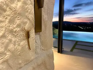 A striped bark scorpion on hand-cut limestone at a modern pool pavilion