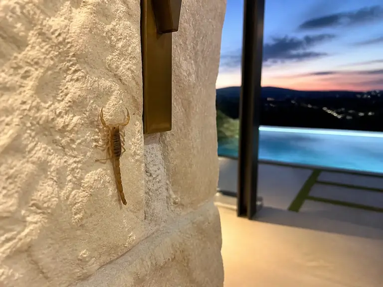 A striped bark scorpion on hand-cut limestone at a modern pool pavilion