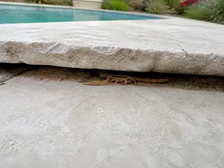 A striped bark scorpion sheltering beneath a lifted travertine paver