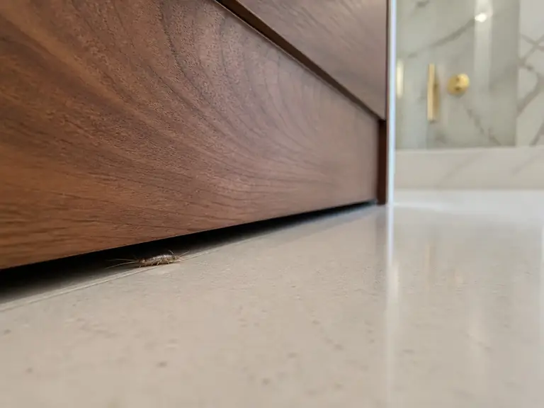 A silverfish in the shadow gap beneath a floating walnut bathroom vanity