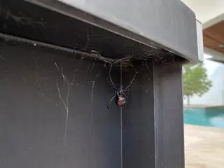 A southern black widow in an irregular web inside a sheltered outdoor-kitchen recess