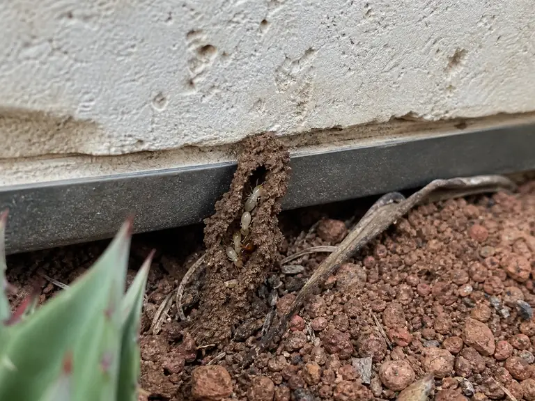 A subterranean termite shelter tube at the foundation edge of a limestone home