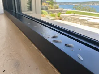Subterranean termite swarmers and shed equal-length wings at a black-steel window