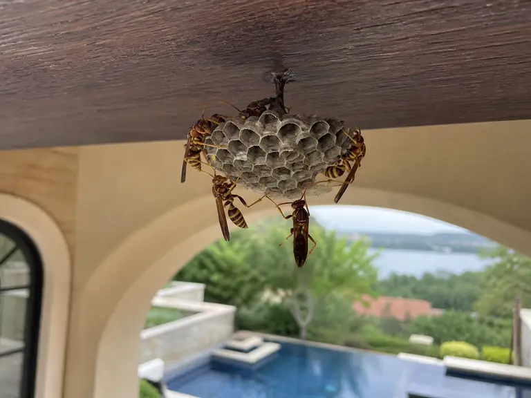 An active Texas paper-wasp comb beneath the beam of a limestone-and-stucco loggia