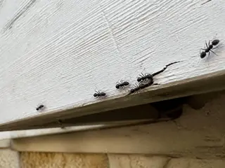 Black carpenter ants following the underside seam of painted residential fascia