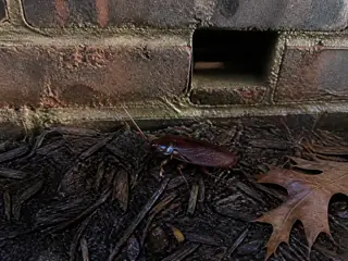 A smokybrown cockroach on damp mulch below a brick weep hole