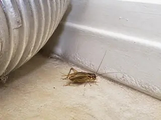 A house cricket beside a dryer vent hose in a residential laundry area