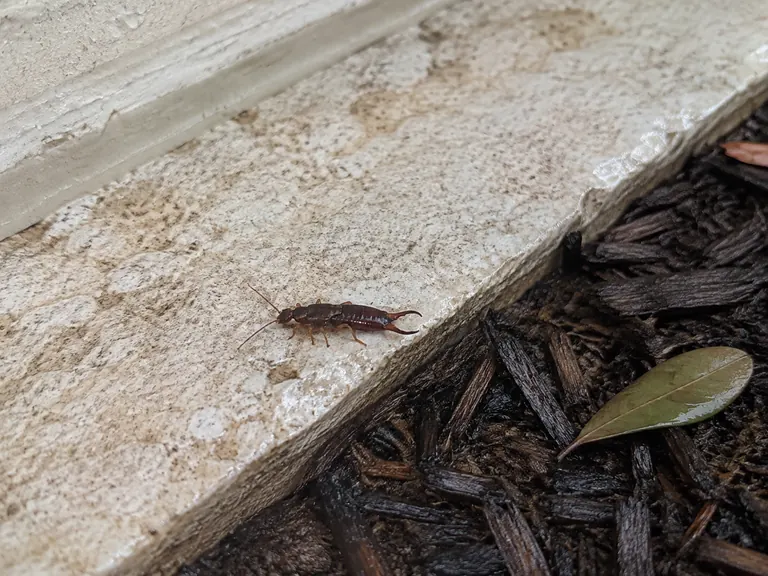 One adult earwig at true residential scale on a rain-damp limestone threshold beside dark mulch