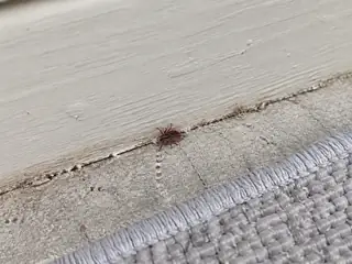 An unfed brown dog tick at a residential garage baseboard seam