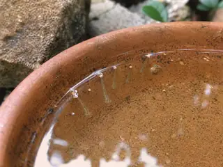 Mosquito larvae and one pupa suspended in rainwater inside a terracotta plant saucer