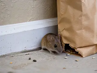 A house mouse beside a small opening near ordinary residential garage storage