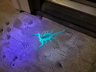 A striped bark scorpion fluorescing during an ultraviolet inspection at a garage threshold