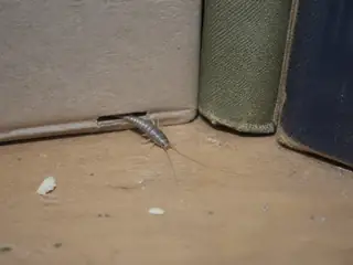 A silverfish emerging from a cardboard storage-box seam beside old books