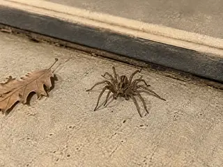 A wolf spider hunting without a web at a residential garage threshold
