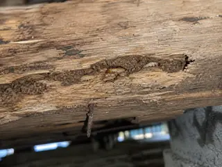 Termite workers visible in a soil-lined gallery inside a moisture-damaged wood joist